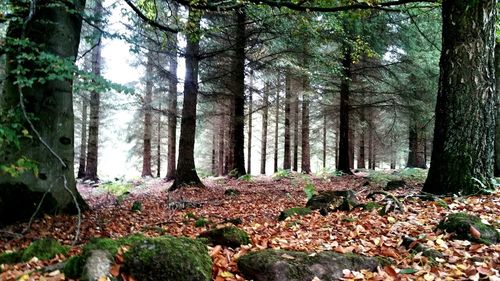 Trees in forest