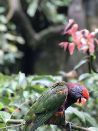 Close-up of parrot perching on flower