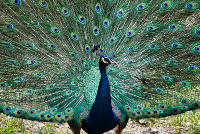 Close-up of peacock