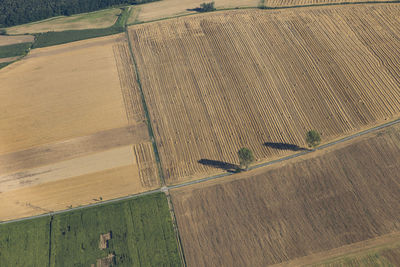 Scenic view of wheat field