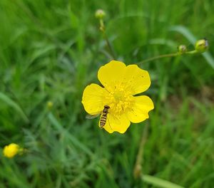 Close-up of bee on yellow flower
