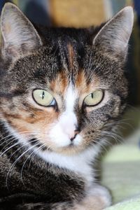 Close-up portrait of cat