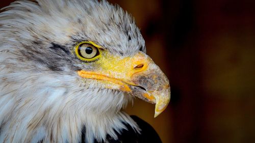 Close-up of a bird