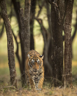 View of a cat on tree trunk