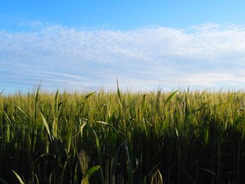 Crops growing on field against sky