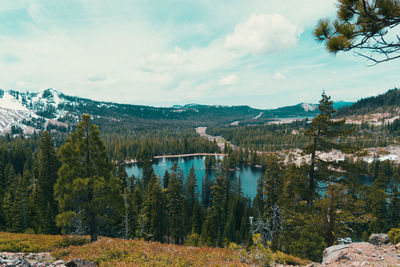 Panoramic view of pine trees by lake against sky