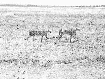 Horse walking on grass