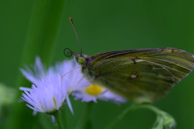 Close-up of butterfly pollinating on purple flower