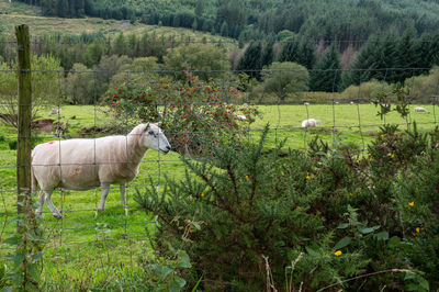 Sheep in a field