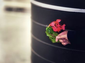 Close-up of hand holding flower pot