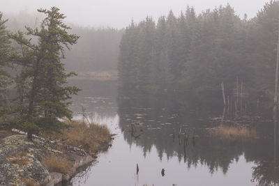 Scenic view of lake in forest during winter
