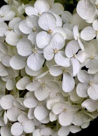 Full frame shot of hydrangea blooming outdoors