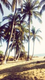 Palm trees on beach against sky