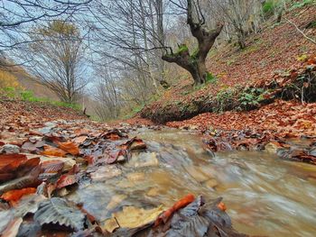 Plants growing in river during autumn