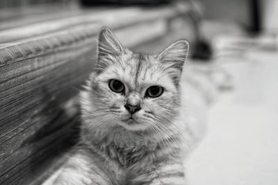 Close-up portrait of cat at home