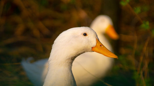 Large white heavy rhode island, pekin, peking, aylesbury ducks close up photo, side profile