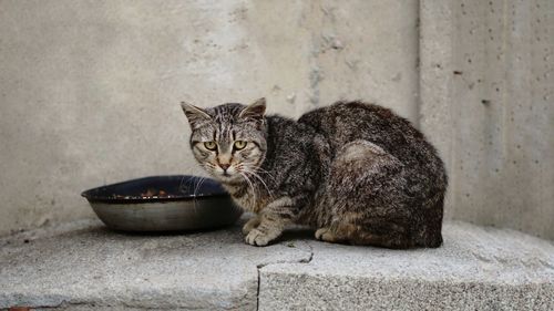 Portrait of cat sitting on concrete wall