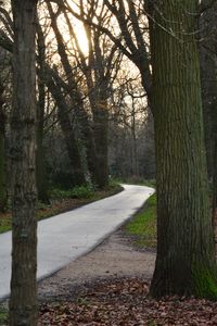 Footpath passing through forest