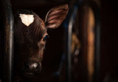 Close-up portrait of a calf