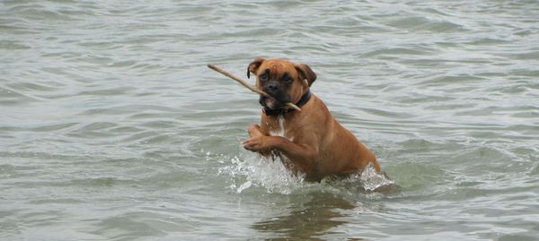 Dog in water