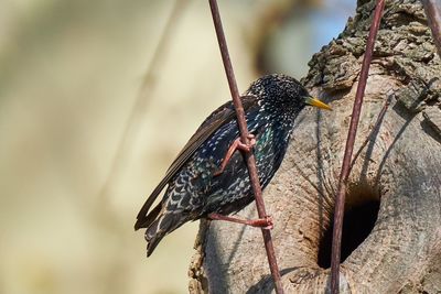 Close-up of bird perching on tree