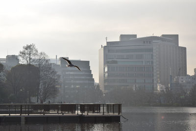 Birds flying over city