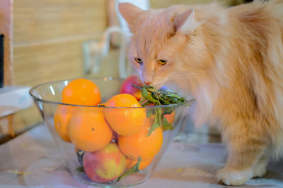 Close-up of horse eating fruit