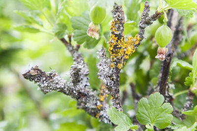 Close-up of flowers