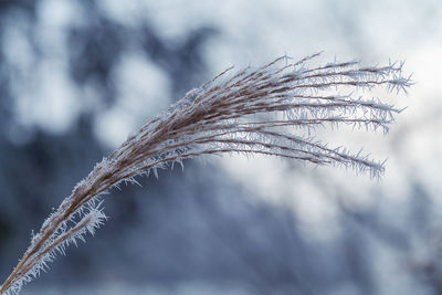 Close-up of frozen plant