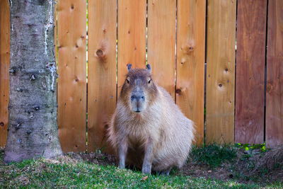 Frontal view of placid looking adult capybara sitting next to tree in fenced enclosure