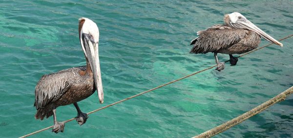 Pelicans on railing against rippled water