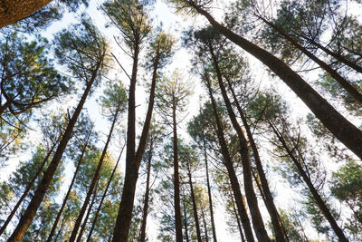 Low angle view of trees in forest