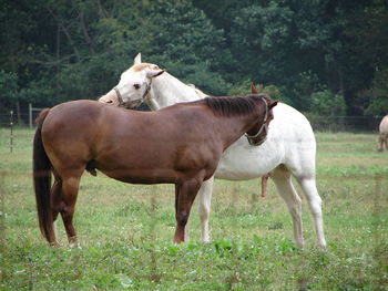 Horses standing on field