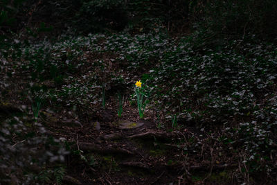 High angle view of plants growing on land