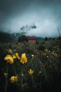 Yellow flowers on field against sky