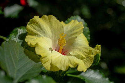 Close-up of yellow rose flower