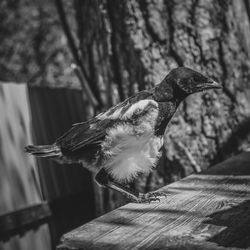 Close-up of bird perching on wood