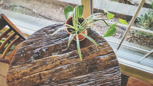Close-up of leaves on wooden wall