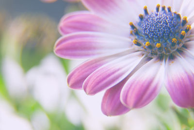 Close-up of pink flower