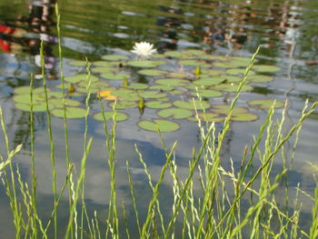 Close-up of plants growing in lake