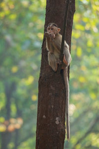 Monkey on tree trunk