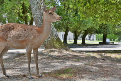 Deer standing in a field