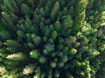 High angle view of trees in forest