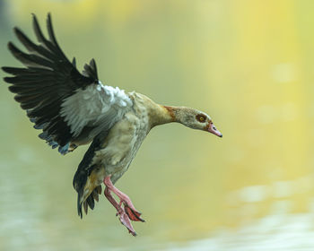 Close-up of bird flying over lake