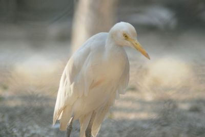 Close-up of bird