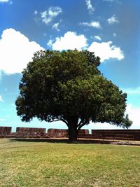Trees on field against sky