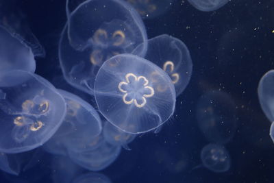 Close-up of jellyfish swimming in sea