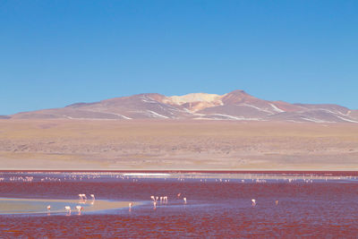 Scenic view of snowcapped mountains against clear blue sky