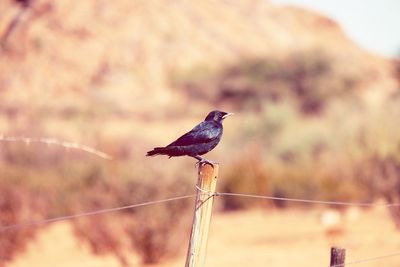 Bird perching on branch