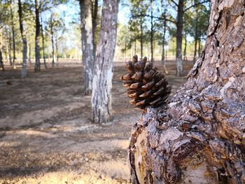 Close-up of pine cone on tree in forest